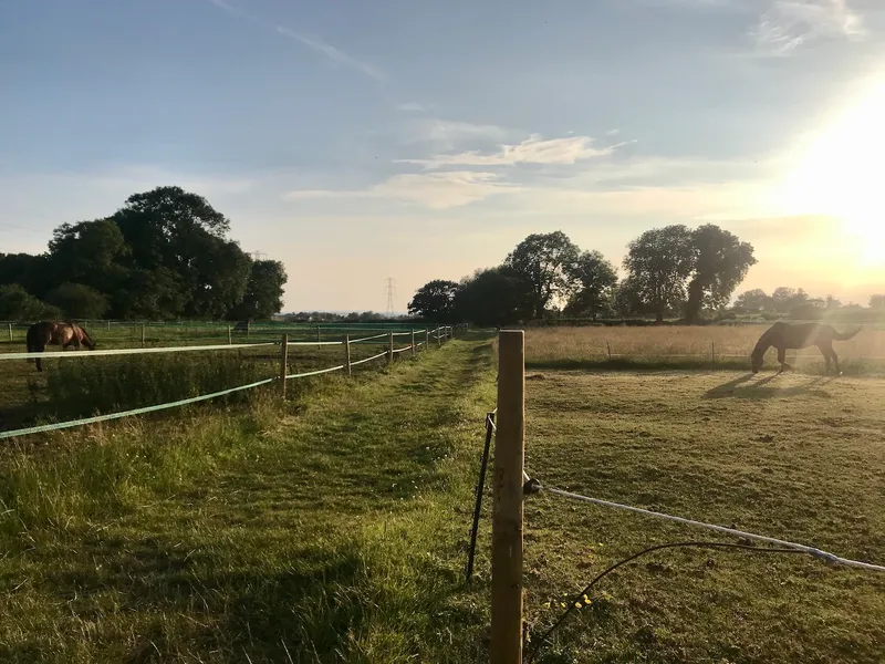 Horses grazing in post-and-rail paddocks at sunset