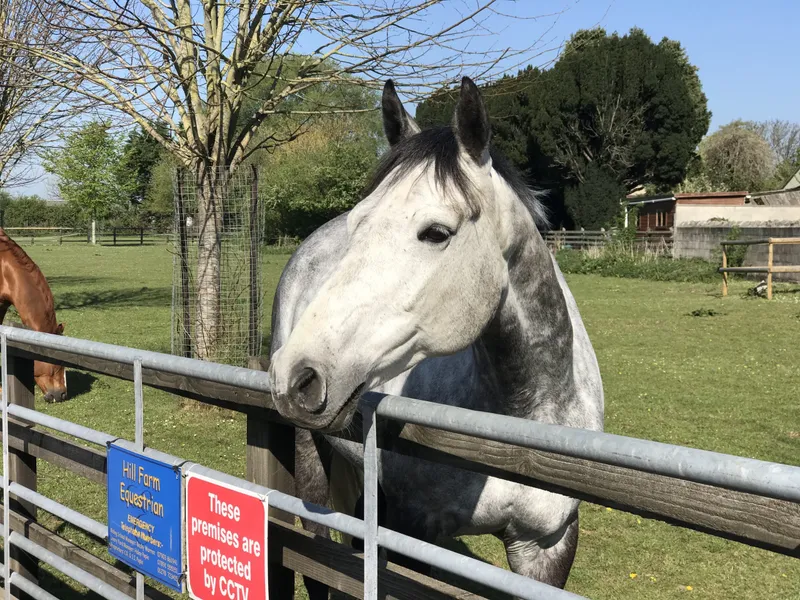 A dappled grey horse looking over a paddock gate at Hill Farm Equestrian